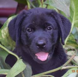 DogsIndia.com - Labrador Retriever - Karthik