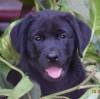 DogsIndia.com - Labrador Retriever - Karthik