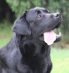DogsIndia.com - Labrador Retriever - Karthik