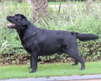 double bone lab dog