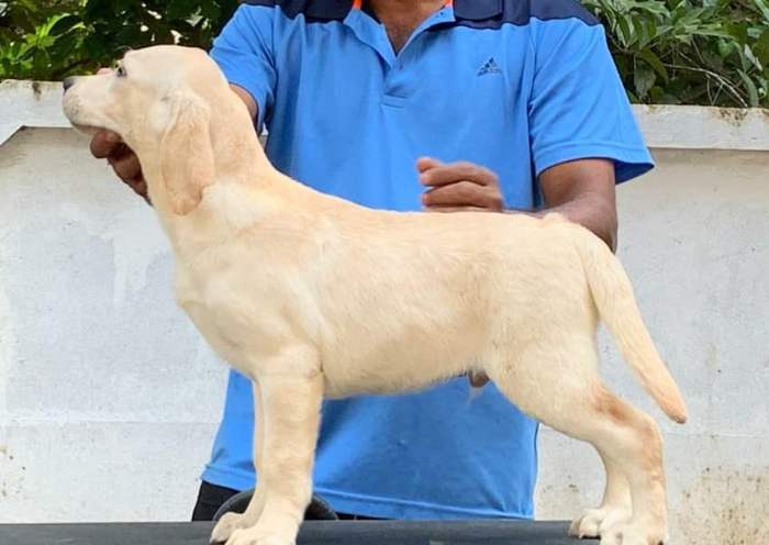 DogsIndia.com - Labrador Retriever - Little Musketeers - Kiran