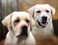 DogsIndia.com - Labrador Retriever - Krishna Raj