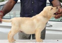 DogsIndia.com - Labrador Retriever - Krishna Raj