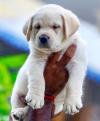 DogsIndia.com - Labrador Retriever - Krishna Raj