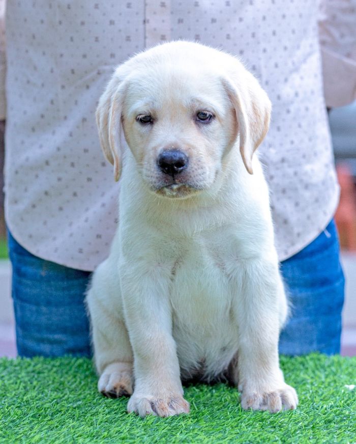 DogsIndia.com - Labrador Retriever - Krishna Raj