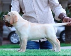 DogsIndia.com - Labrador Retriever - Krishna Raj