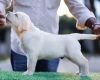 DogsIndia.com - Labrador Retriever - Krishna Raj