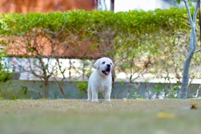 DogsIndia.com  Labrador Retriever  Krishna Raj