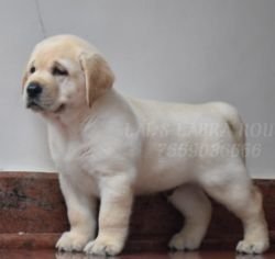 DogsIndia.com - Labrador Retriever - Ranjithlal - Lal's Labra House