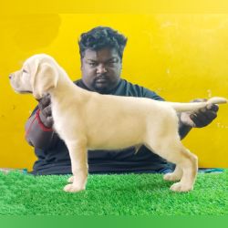 DogsIndia.com - Labrador Retriever - Lathika Kennels
