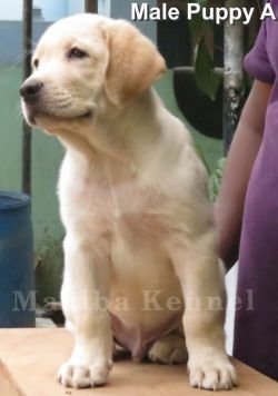 DogsIndia - Labrador - Maalba Kennels