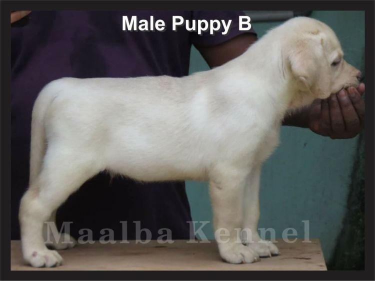 DogsIndia - Labrador - Maalba Kennels