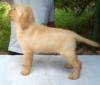 DogsIndia.com - Labrador Retriever - Mag Kennels