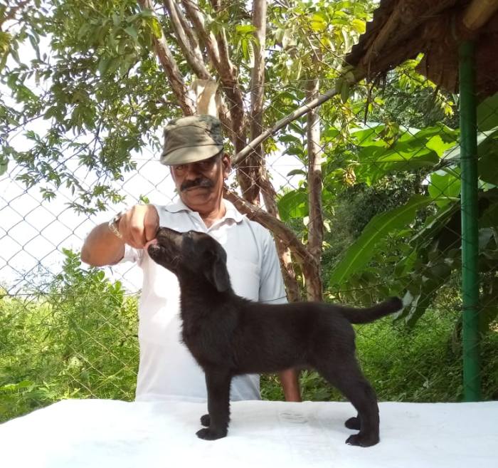 DogsIndia.com - Labrador Retriever - Mag Kennels