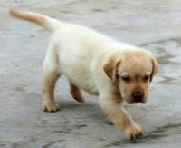 DogsIndia.com - Labrador Retriever - Mayaa's Kennels