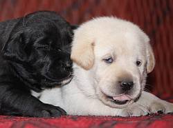 DogsIndia.com - Labrador Retriever - Mayaa Kennels