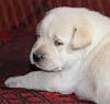 DogsIndia.com - Labrador Retriever - Mayaa Kennels