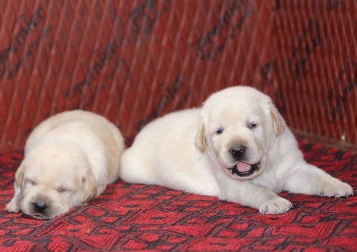 DogsIndia.com - Labrador Retriever - Mayaa Kennels