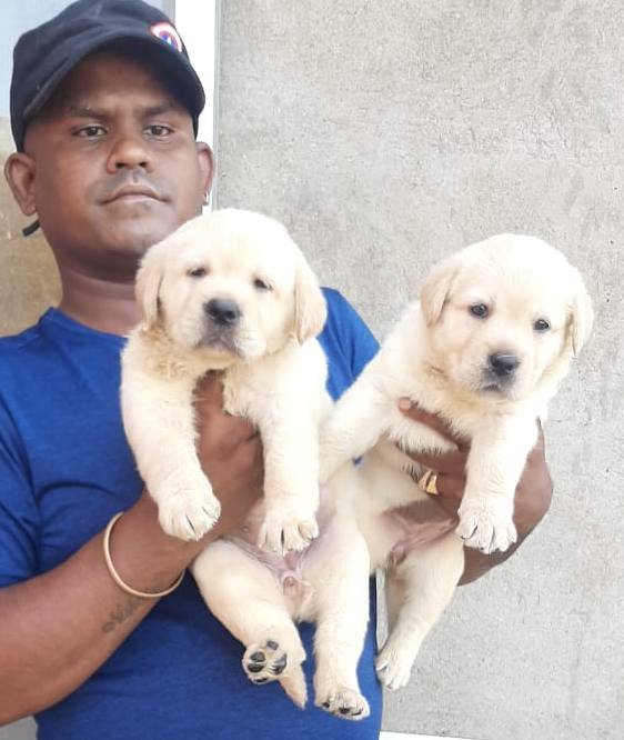DogsIndia.com - Labrador Retriever - Muthu Kumar