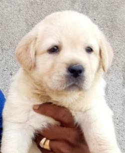 DogsIndia.com - Labrador Retriever - Muthu Kumar