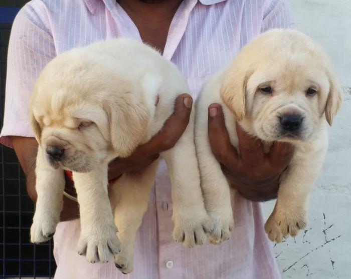 DogsIndia.com - Labrador Retriever - Muthu Kumar