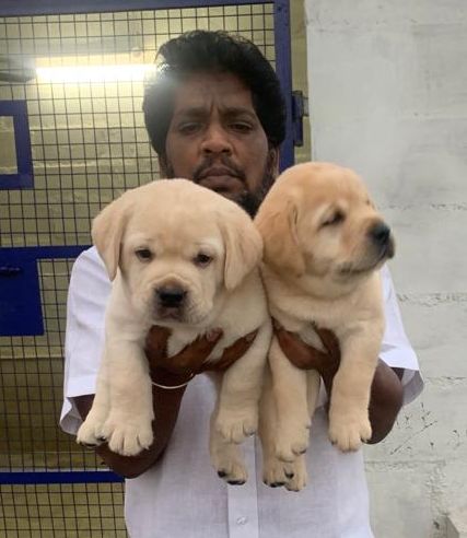DogsIndia.com - Labrador Retriever - Muthu Kumar
