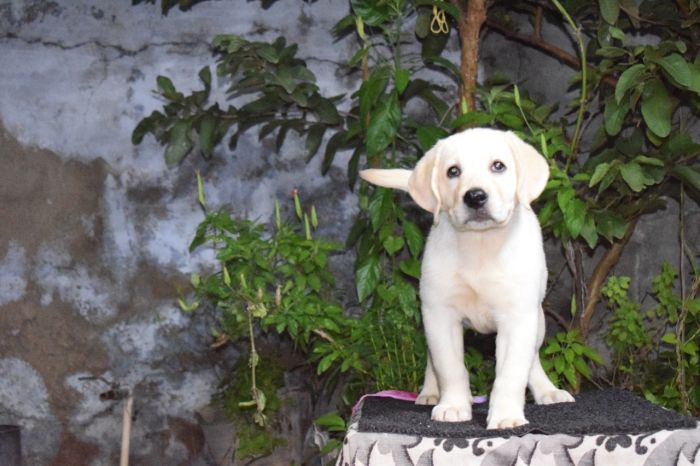 DogsIndia.com - Labrador Retriever - K.S.Nadh