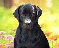 DogsIndia.com - Labrador Retriever - Neo Knights Kennel