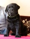 DogsIndia.com - Labrador Retriever - Neo Knights Kennel