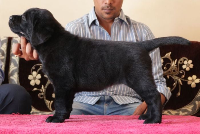 DogsIndia.com - Labrador Retriever - Neo Knights Kennel