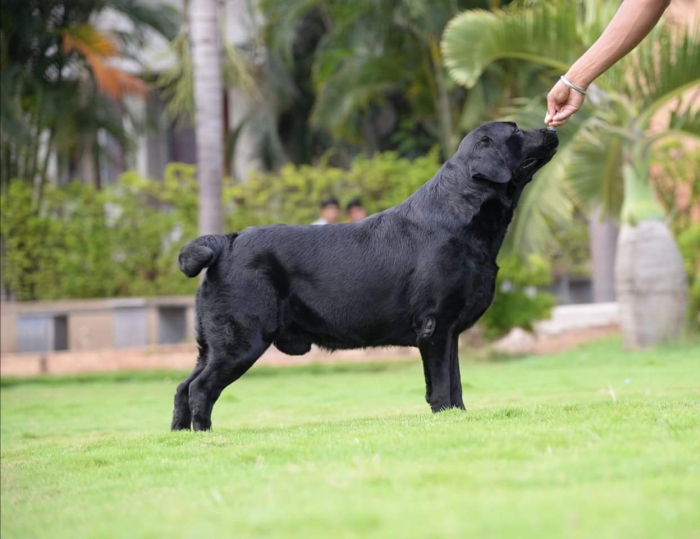 DogsIndia.com - Labrador Retriever - Neo Knights Kennel