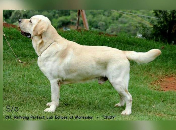 DogsIndia.com - Labrador Retriever - Nirmal
