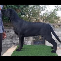 DogsIndia.com - Labrador Retriever - Nishmaar's Kennel