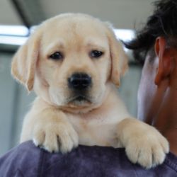 DogsIndia.com  Labrador Retriever  Nishmaar's Kennel