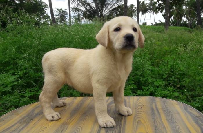 DogsIndia.com - Labrador Retriever - Prasanna (Coimbatore)