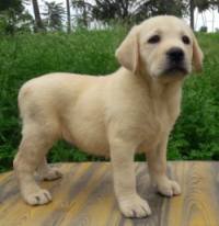 DogsIndia.com - Labrador Retriever - Prasanna (Coimbatore)