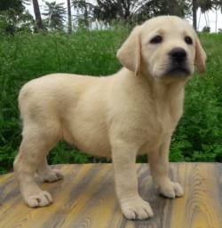 DogsIndia.com - Labrador Retriever - Prasanna (Coimbatore)