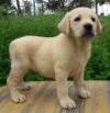 DogsIndia.com - Labrador Retriever - Prasanna (Coimbatore)