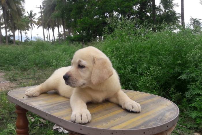 DogsIndia.com - Labrador Retriever - Prasanna (Coimbatore)