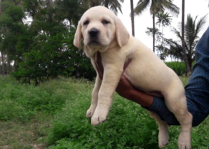 DogsIndia.com - Labrador Retriever - Prasanna (Coimbatore)