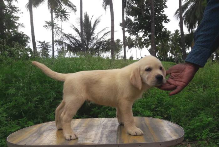 DogsIndia.com - Labrador Retriever - Prasanna (Coimbatore)