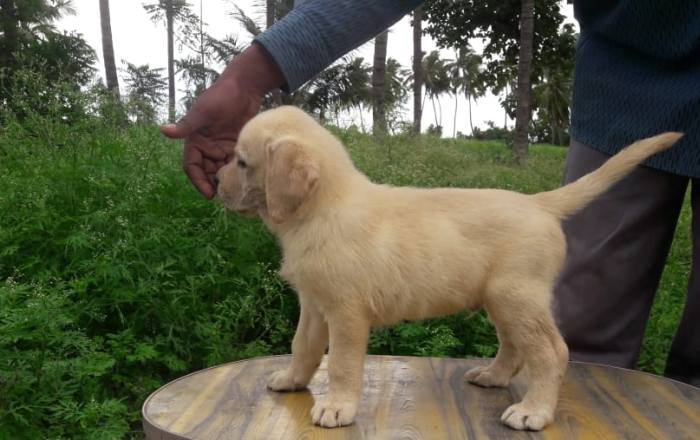 DogsIndia.com - Labrador Retriever - Prasanna (Coimbatore)