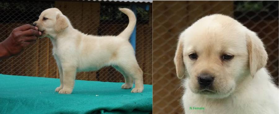 DogsIndia.com - Labrador Retriever - Prasanna (Coimbatore)