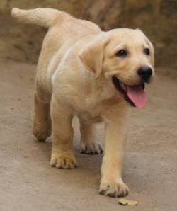 DogsIndia.com - Labrador Retriever - Manikandaprabhu
