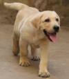 DogsIndia.com - Labrador Retriever - Manikandaprabhu