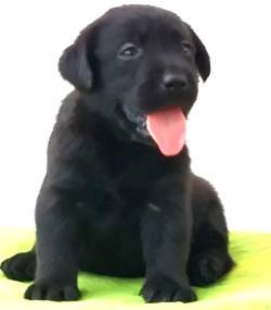 DogsIndia.com - Labrador Retriever - Manikandaprabhu
