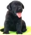 DogsIndia.com - Labrador Retriever - Manikandaprabhu