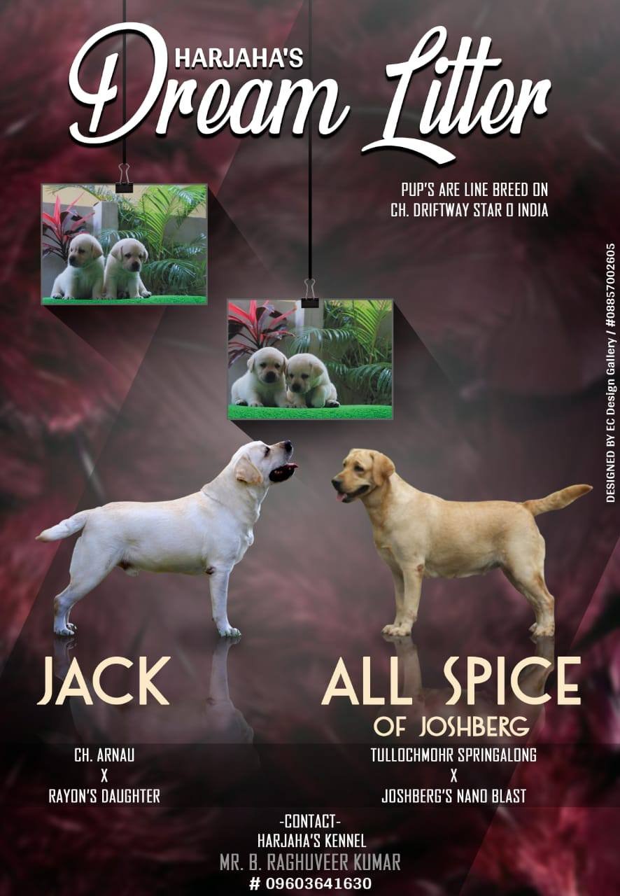 DogsIndia.com - Labrador Retriever - Harjaha's (Raguveer)