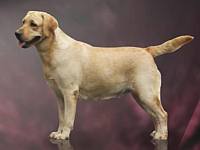 DogsIndia.com - Labrador Retriever - Harjaha's (Raguveer)