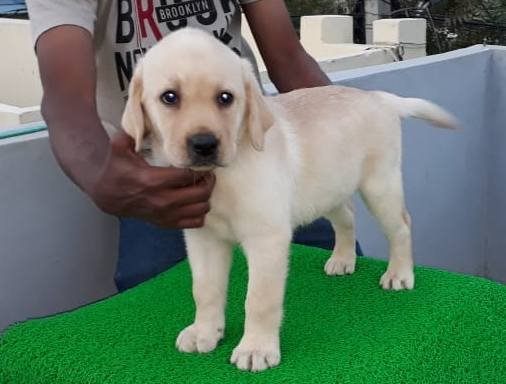 DogsIndia.com - Labrador Retriever - Harjaha's (Raguveer)